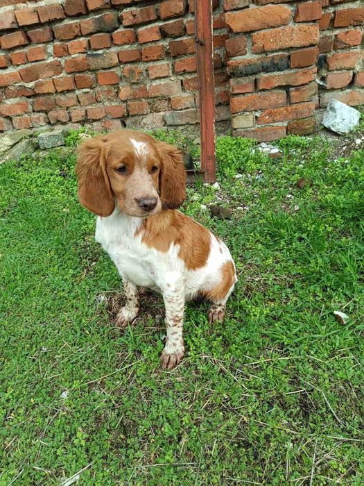 Мъжки Бретон Шпаньол