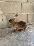Iepuri Rex Pitic