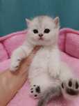 Продаётся чистокровный британский мальчик
