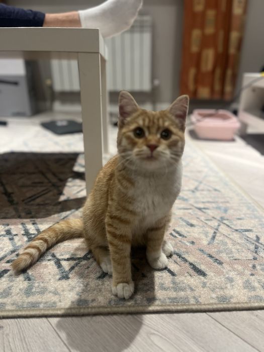Рыжий котенок ищет дом