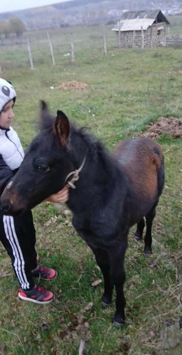 Vând manzuca 4 luni