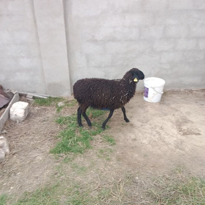 Ургашы Токты бар Акшукырда.13км.Бегей көшесі.и