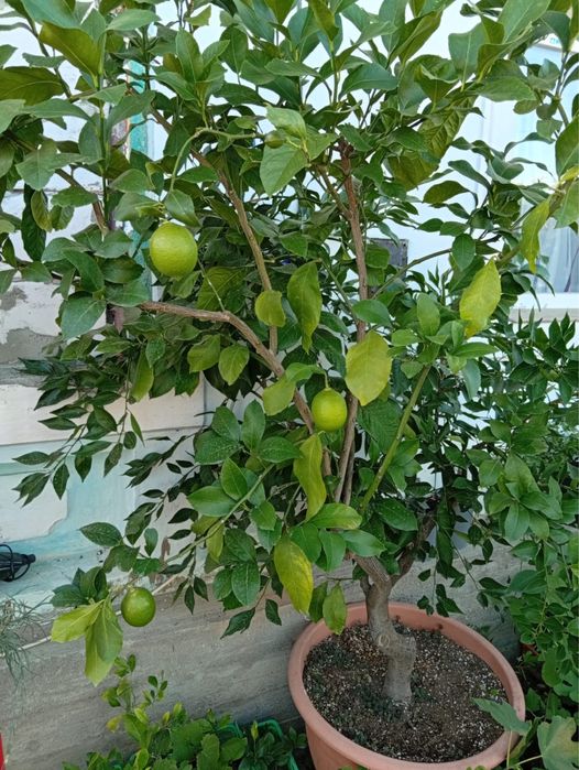 Vând citric altoit