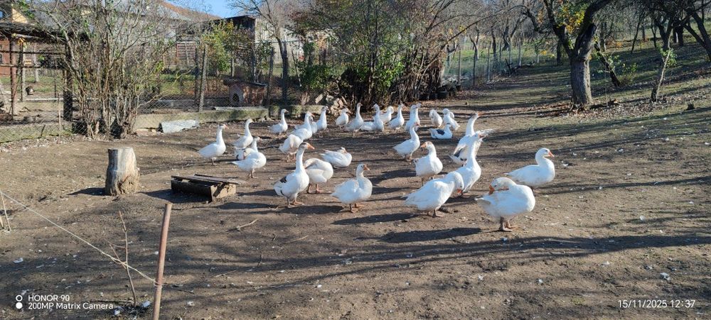 Vând gâște de anul acesta