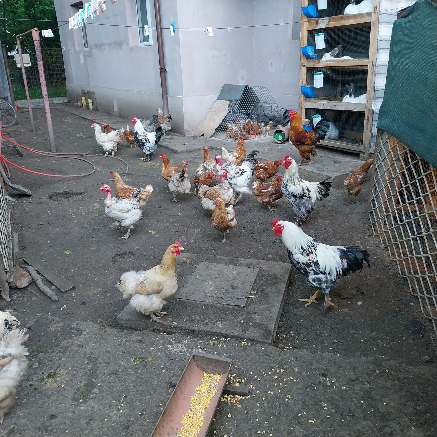 Vand puicute ouătoare , găini și cocoși incaltati