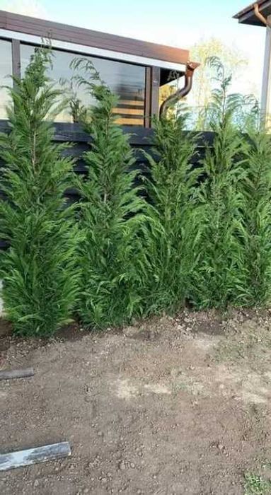 Plante Ornamentale