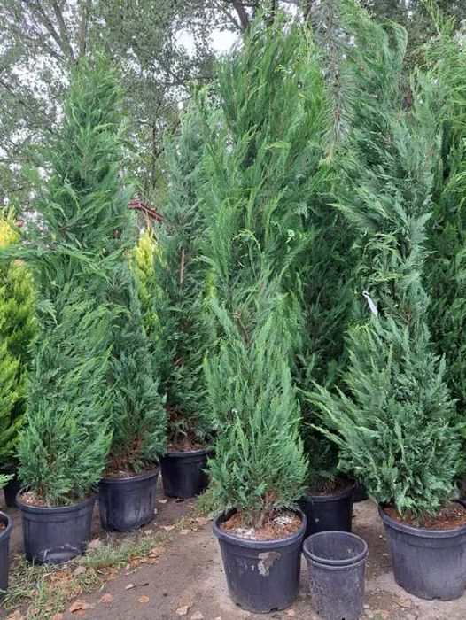 Plante ornamentale verzi pentru orice spațiu exterior