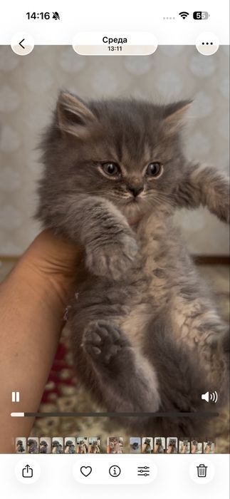 Продаются породистые котята