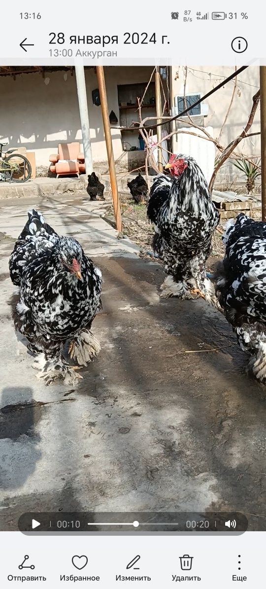 Brama tuxumlari va jojalari sotiladi  toza qon