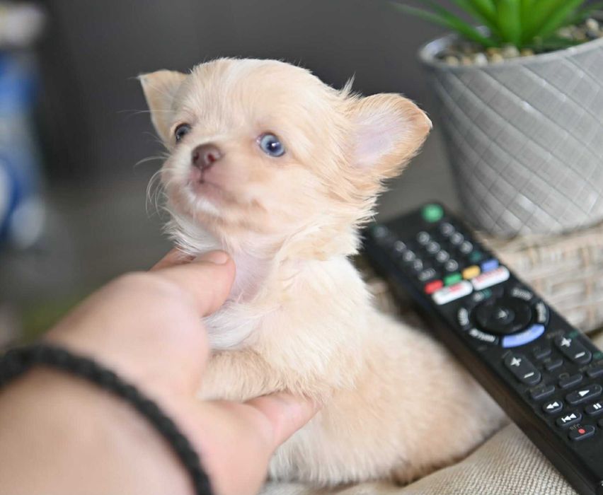 Мъжко дългокосместо мини чихуахуа изабел