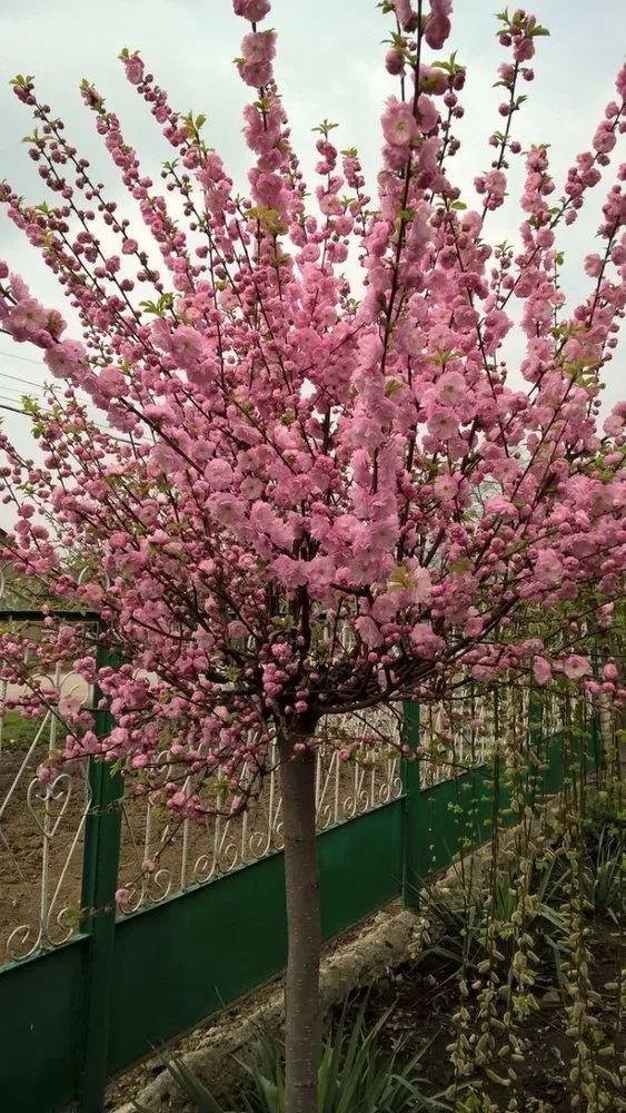 Magnoligradeflora si multea alte plante pentru amenajeri spati verzi