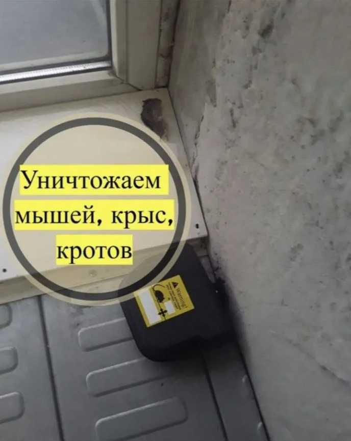 Чивин пашша илон кана клоп клапа чимоли ари сичкон каламуш Дезинфекция