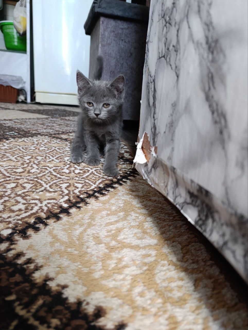 Шотландские вислоухие