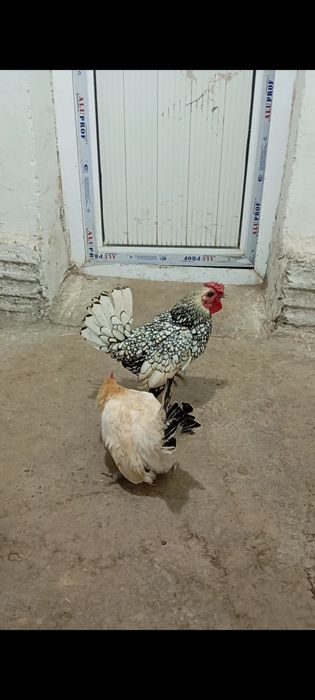 Сибрайт хуроз сотилади