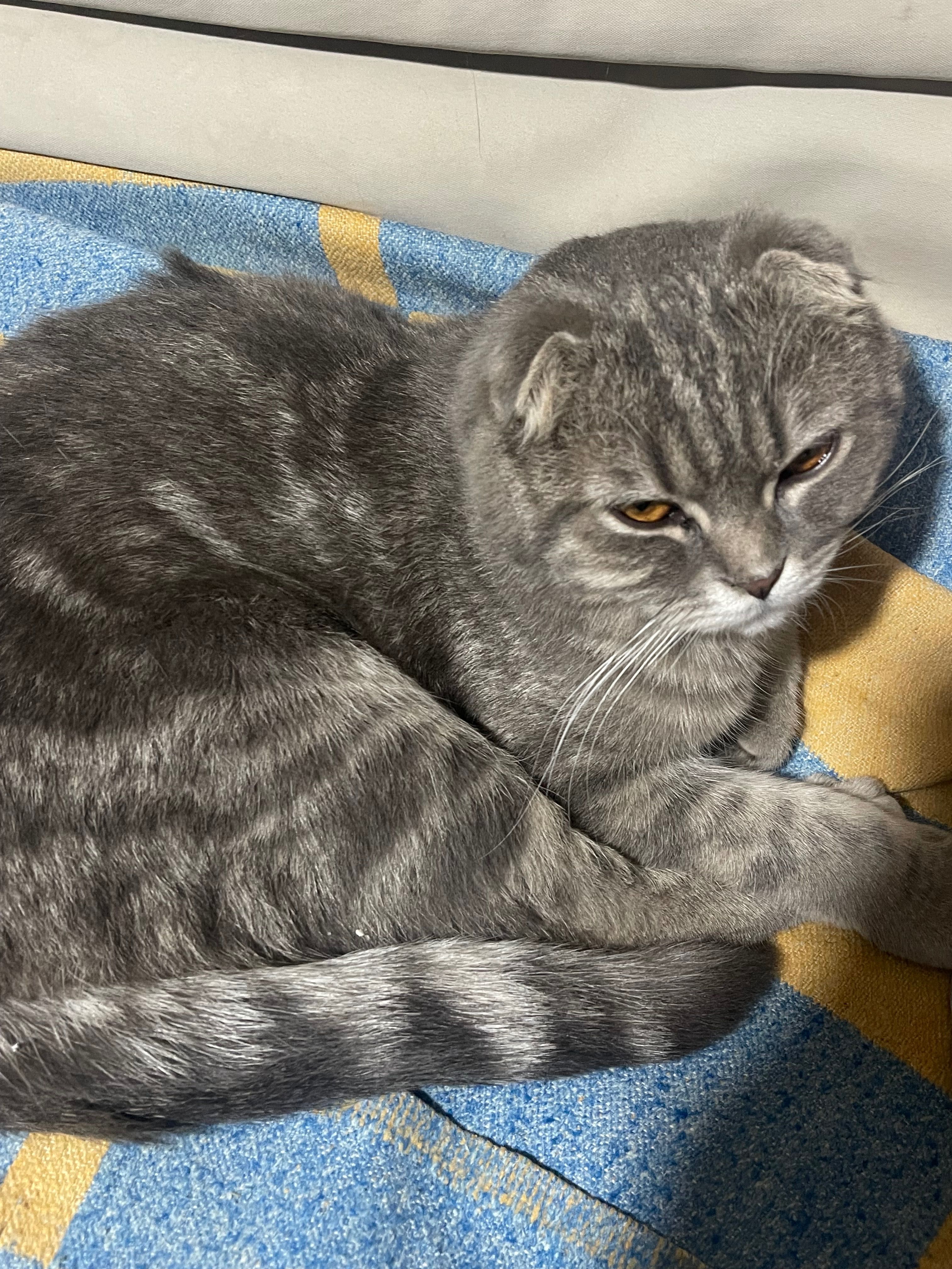 Кот, вислоухий, 8 месяцев