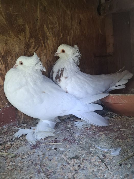 Vand porumbei de ornament