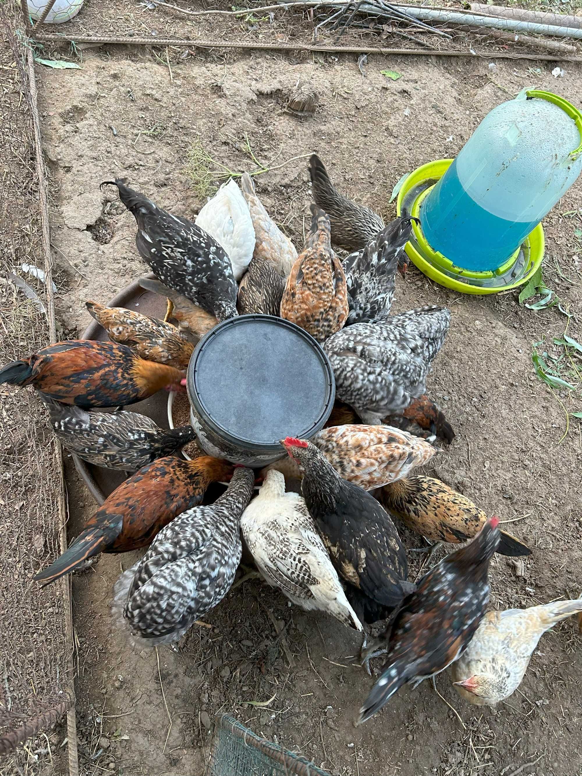 Gaini pitice, cocosi americani, araucana, chabo, gat golas
