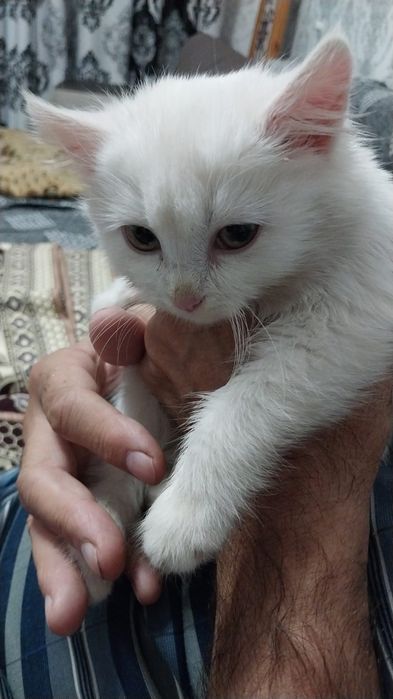 Отдам в добрые руки