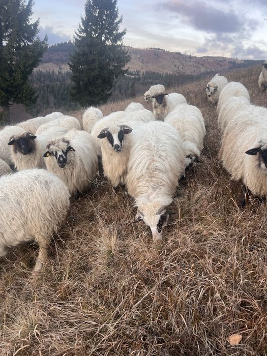 Vand oi mai multe detali la telefon