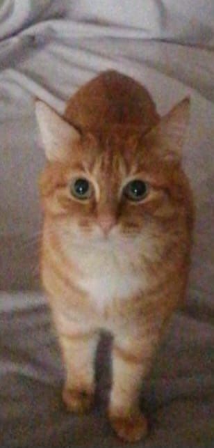 Молодой котик кастрат