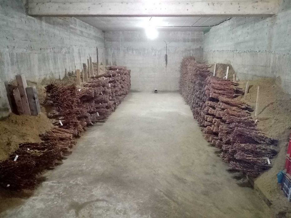 Butasi vita de vie anul 2 soiuri de vin si de masa