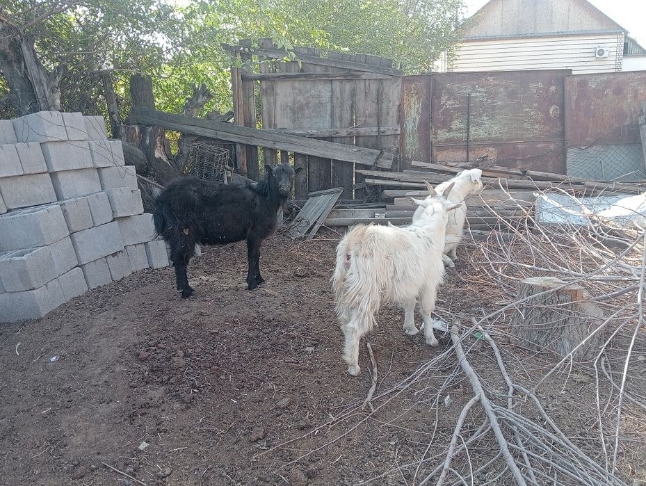 Ешкі қозылар сатылады