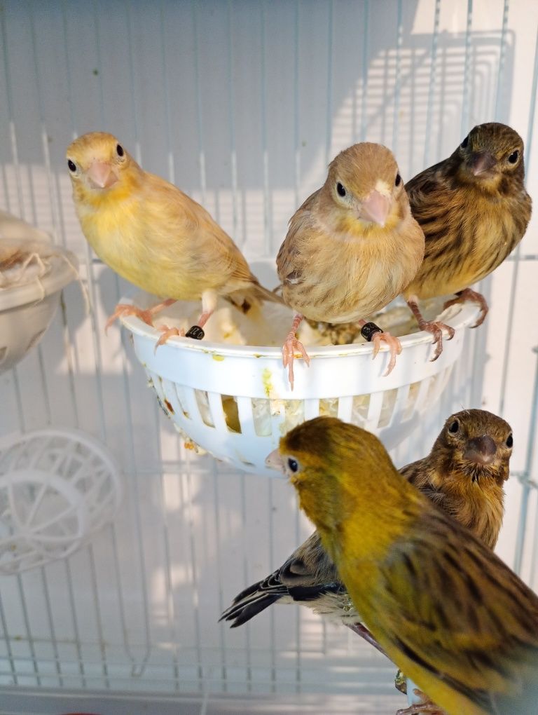 Pasari de companie