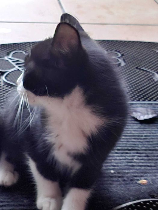 PISOI GRATUIT in Bucuresti