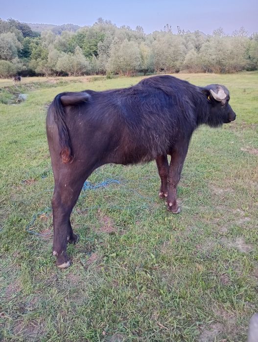 Taur de bivol garantat pentru montă sau sacrificat