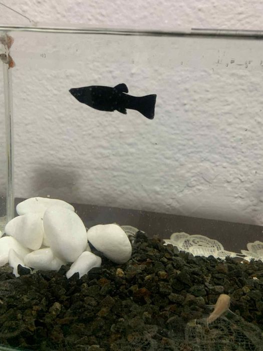 Vând pești motiv vreau să-mi iau alți