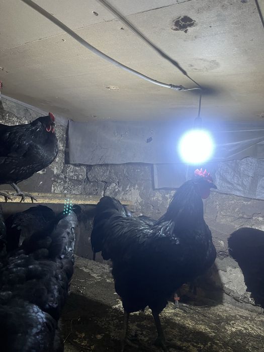 Австралорп инкуционный яйцо