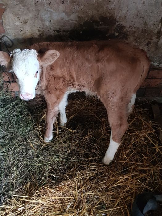 Vaca cu vițel tauras