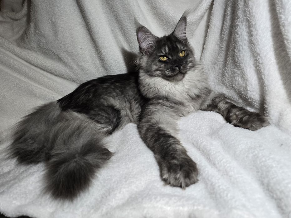 Maine coon Maine coon