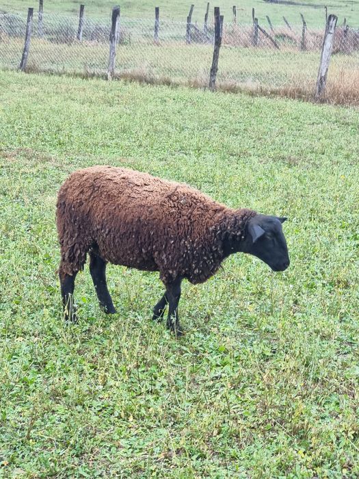 Vând mioara gestantă