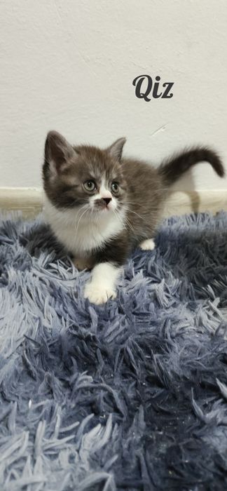 Shatlanisky okras serebrisctiy shinshila heyland bollari