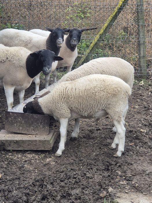 Mieluta si berbecut Dorper