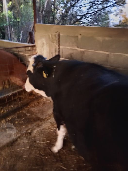 Vind viței virsta 10 luni