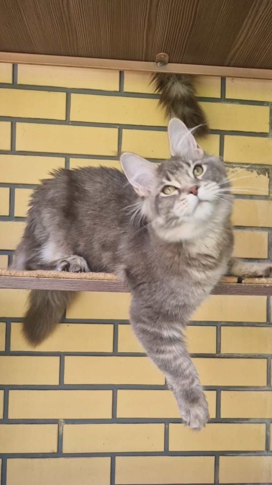 Котята мейн-куны девочки.