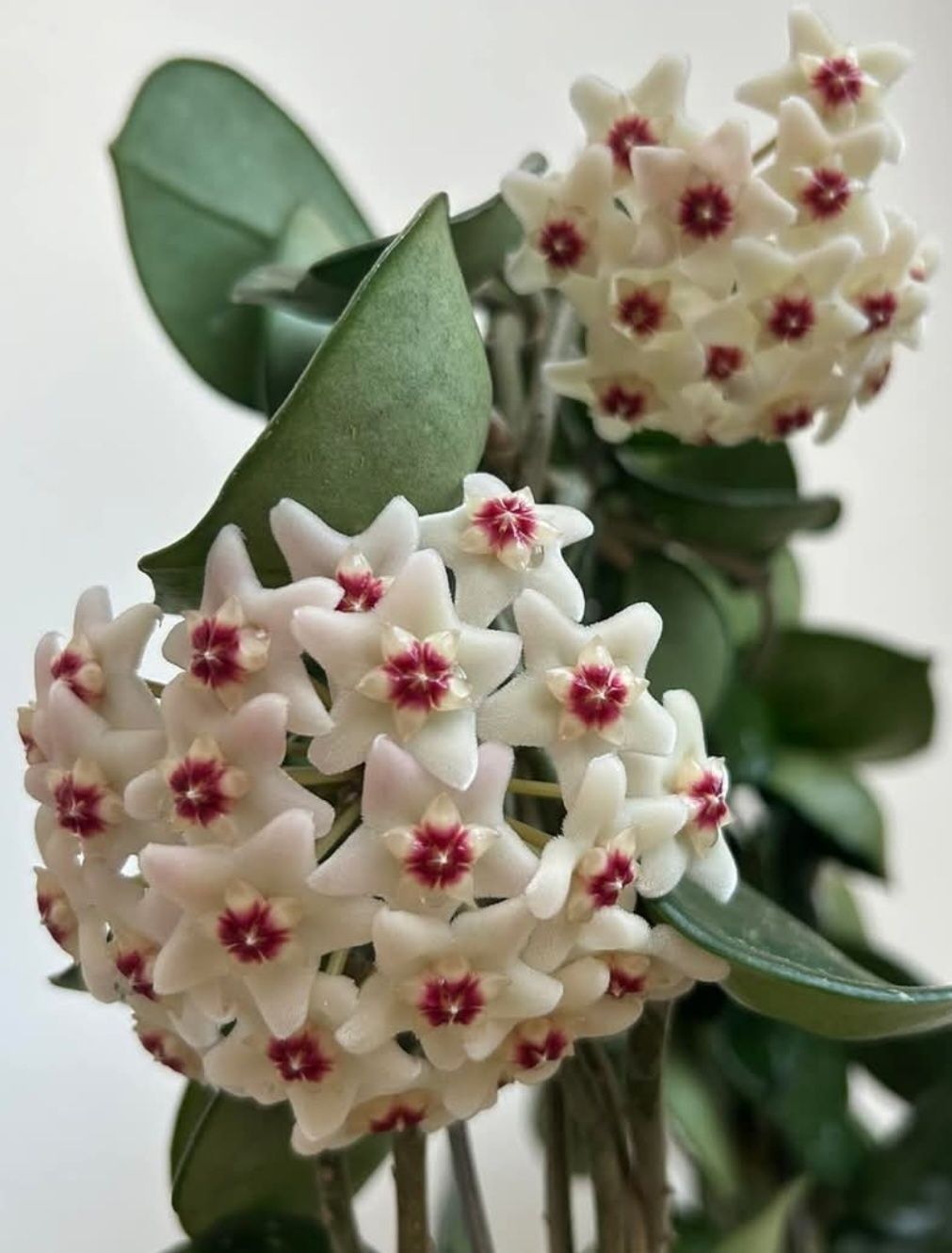 Flori, plante rare de Lacrima Maicii Domnului ( Hoya )