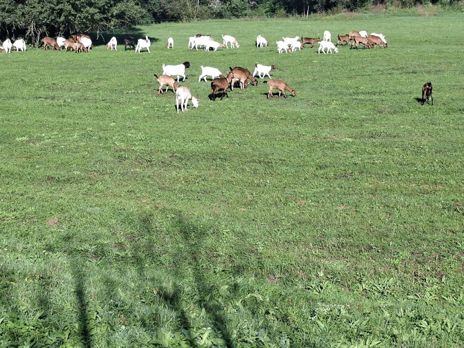 Capre de vanzare, Alpina franceza, Boer, Sanenn