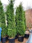 Plante Decorative