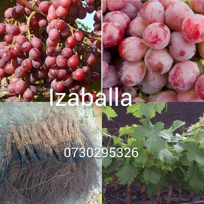 De vânzare Butași viță de vie altoită si hibridă  anul 2 si 3