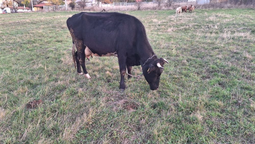 Три броя крави!!!