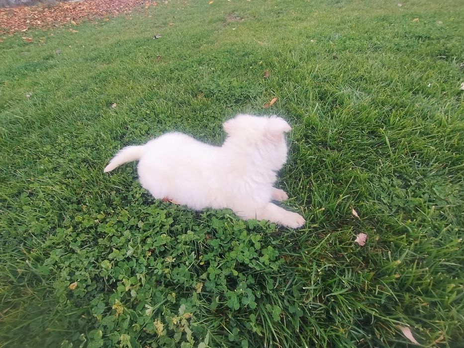 Ciobanesc Elvețian Berger blanc Suisse -lup alb