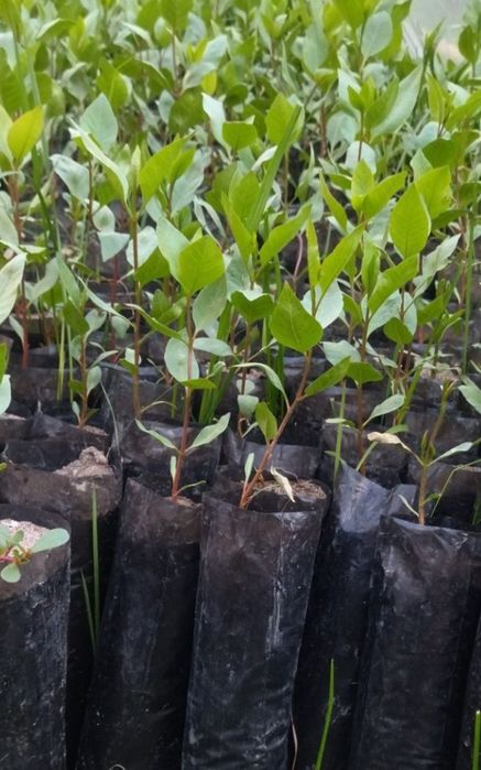 Xandon pista kochatlari bor.