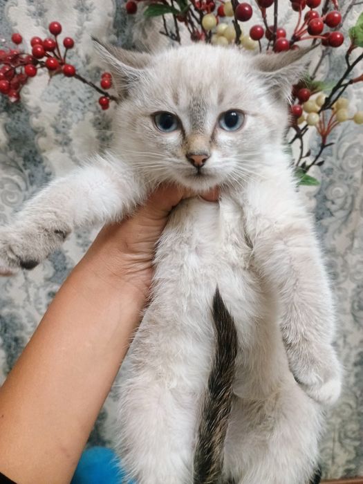 Отдам котенка в добрые руки