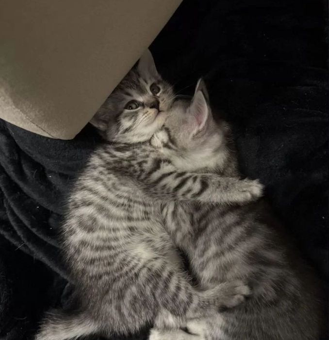 Котята серый мальчие, и рвжая вискас девочка, 1.5 мес есть яндекс дост