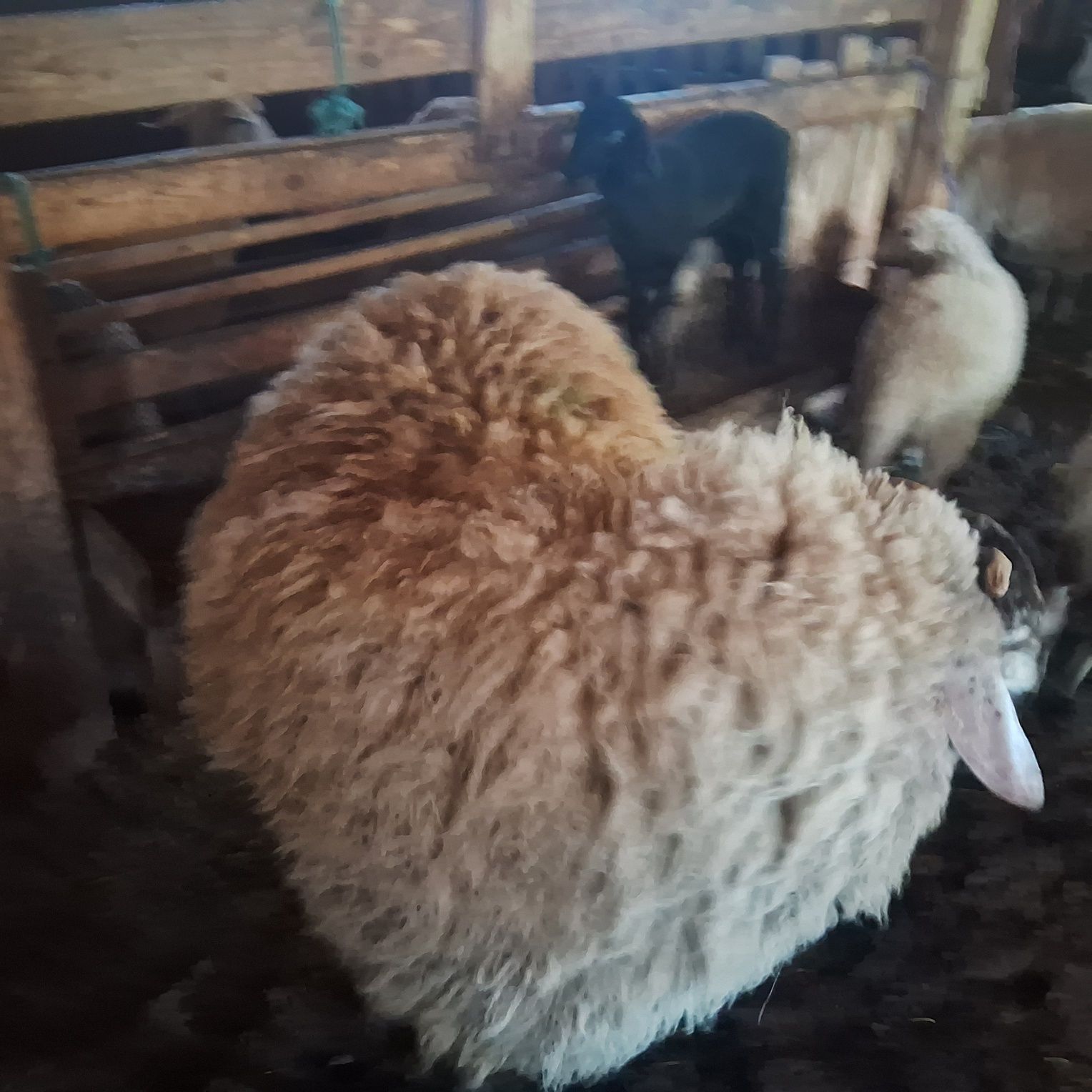 Продавам   к о ч