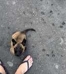Ciobănesc Belgian Malinois – mascul/femelă de calitate, 8 săptămâni