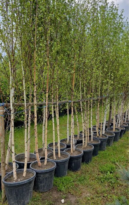 Arbore decorativ Mesteacăn alb – frumusețe naturală în grădina ta